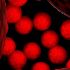 Preview red-balls
