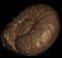 Preview Ammonite01
